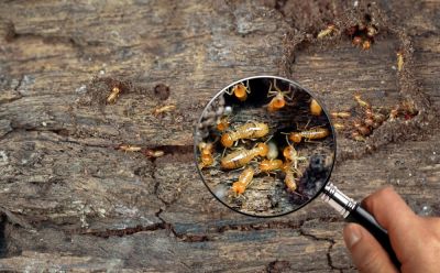Prevent Pest Infestations!